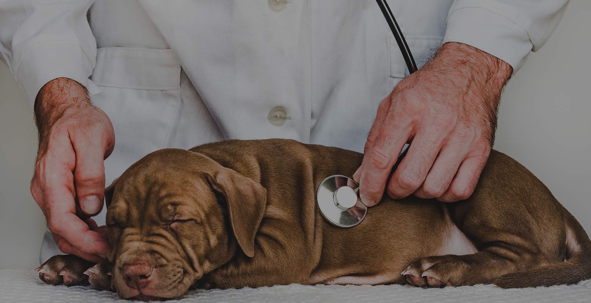 Clínica Veterinária em SP